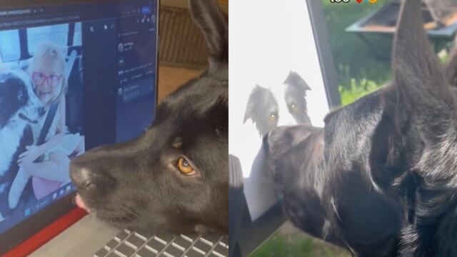 Perrito llora al ver la foto de su mejor amiga que murió