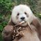 ‘Quizai’: el panda marrón que fue adoptado
