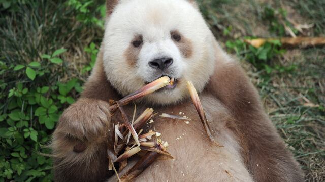 Quizai, el panda marrón
