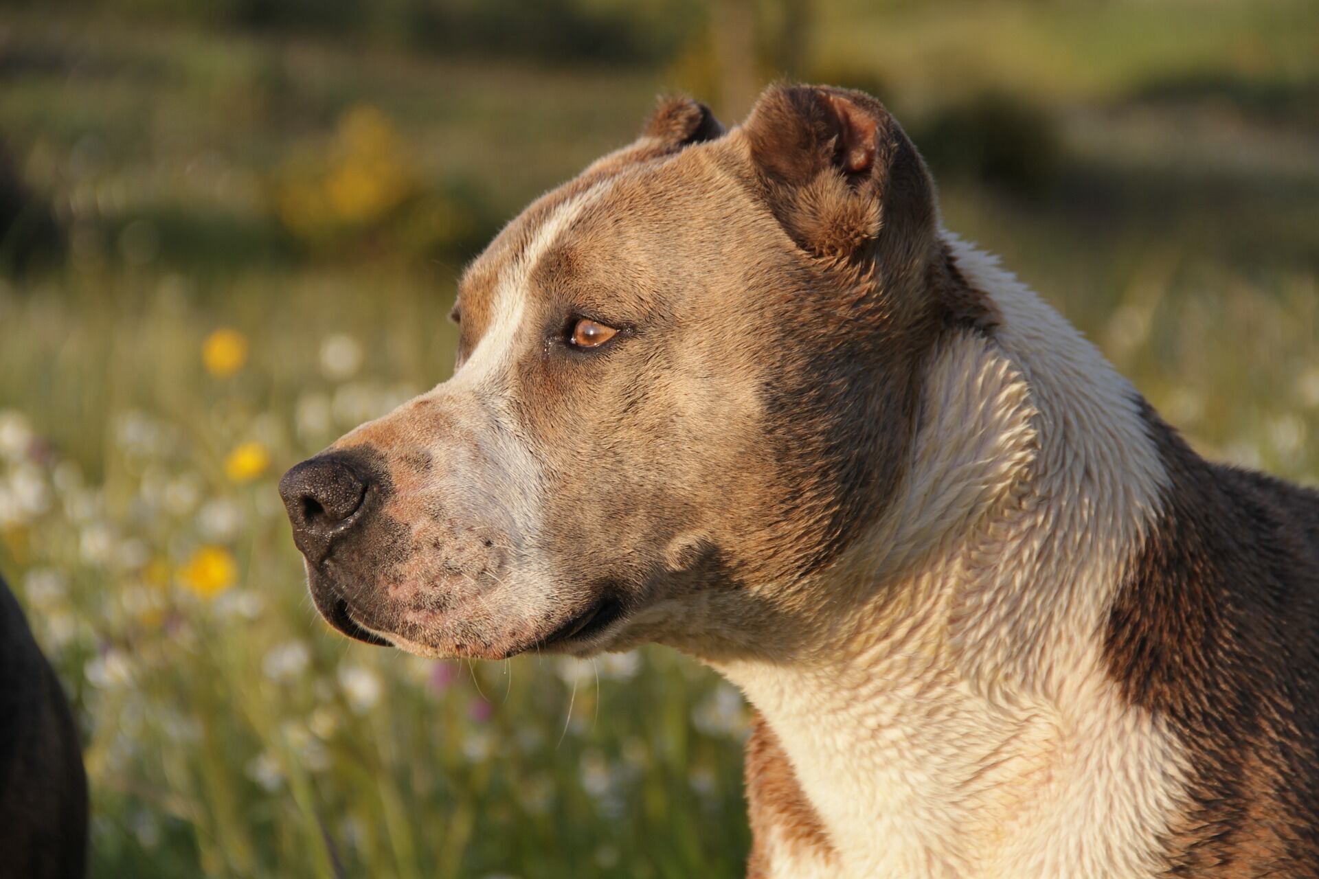 Perro mata a niña que se acercó al plato de comida