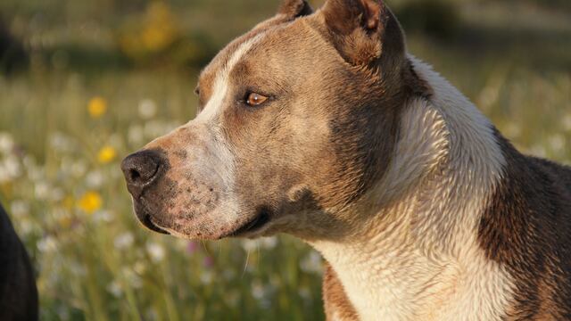 Perro mata a niña que se acercó al plato de comida