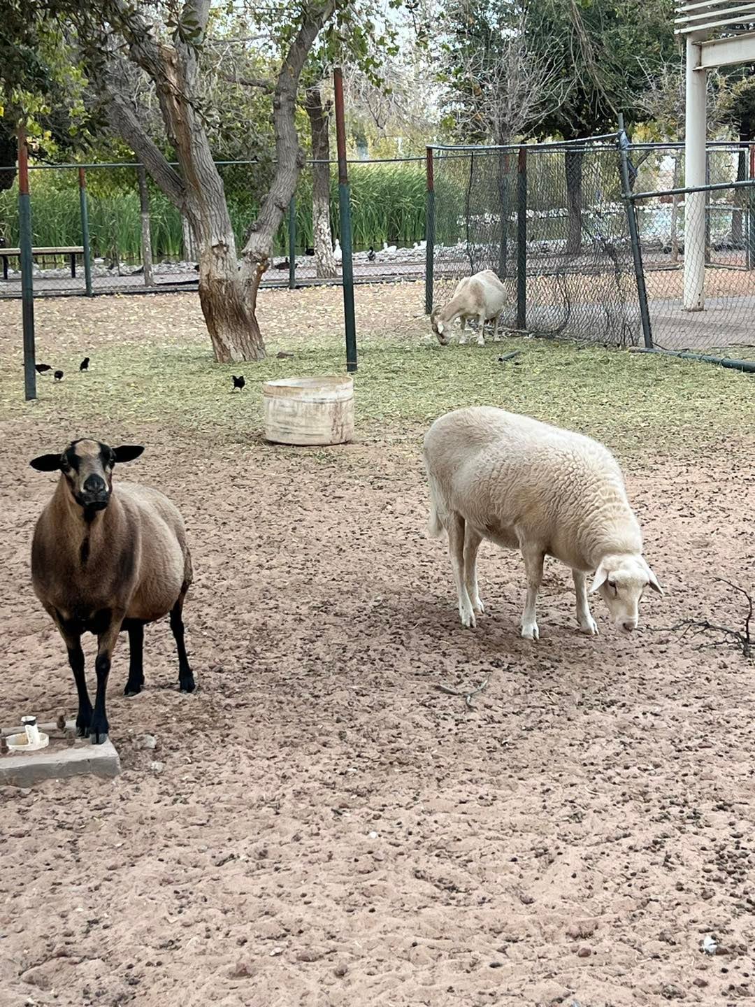 Animales en pésimas condiciones en Parque Central