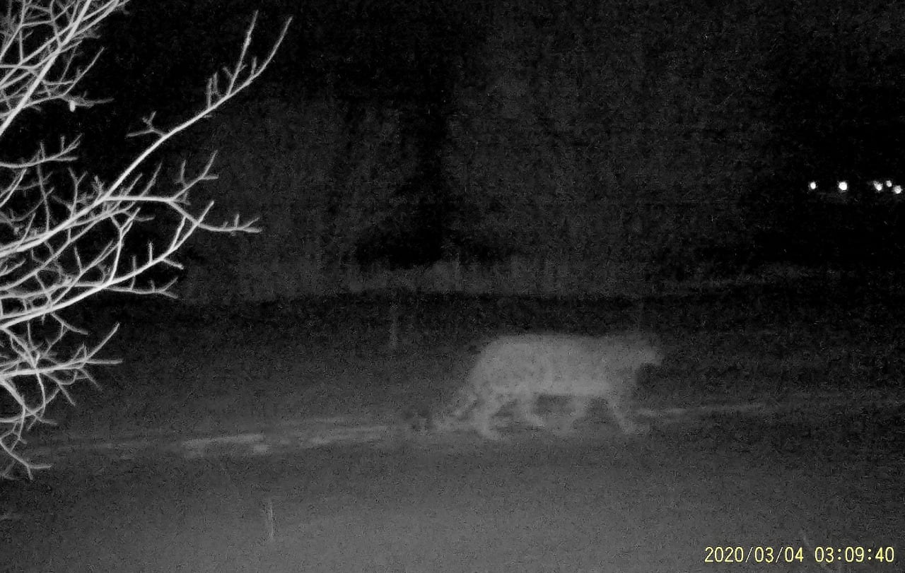 Leopardo de las nieves