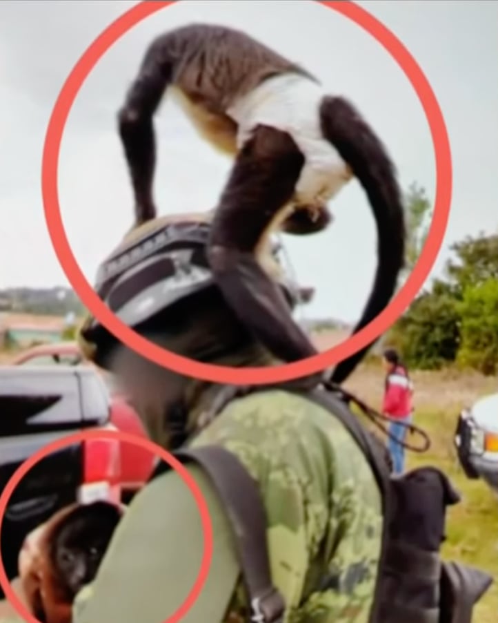 Mono araña que murió en balacera de Texcaltitlán