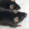 Ratones enviados al espacio regresan con cuerpos de fisicoculturistas