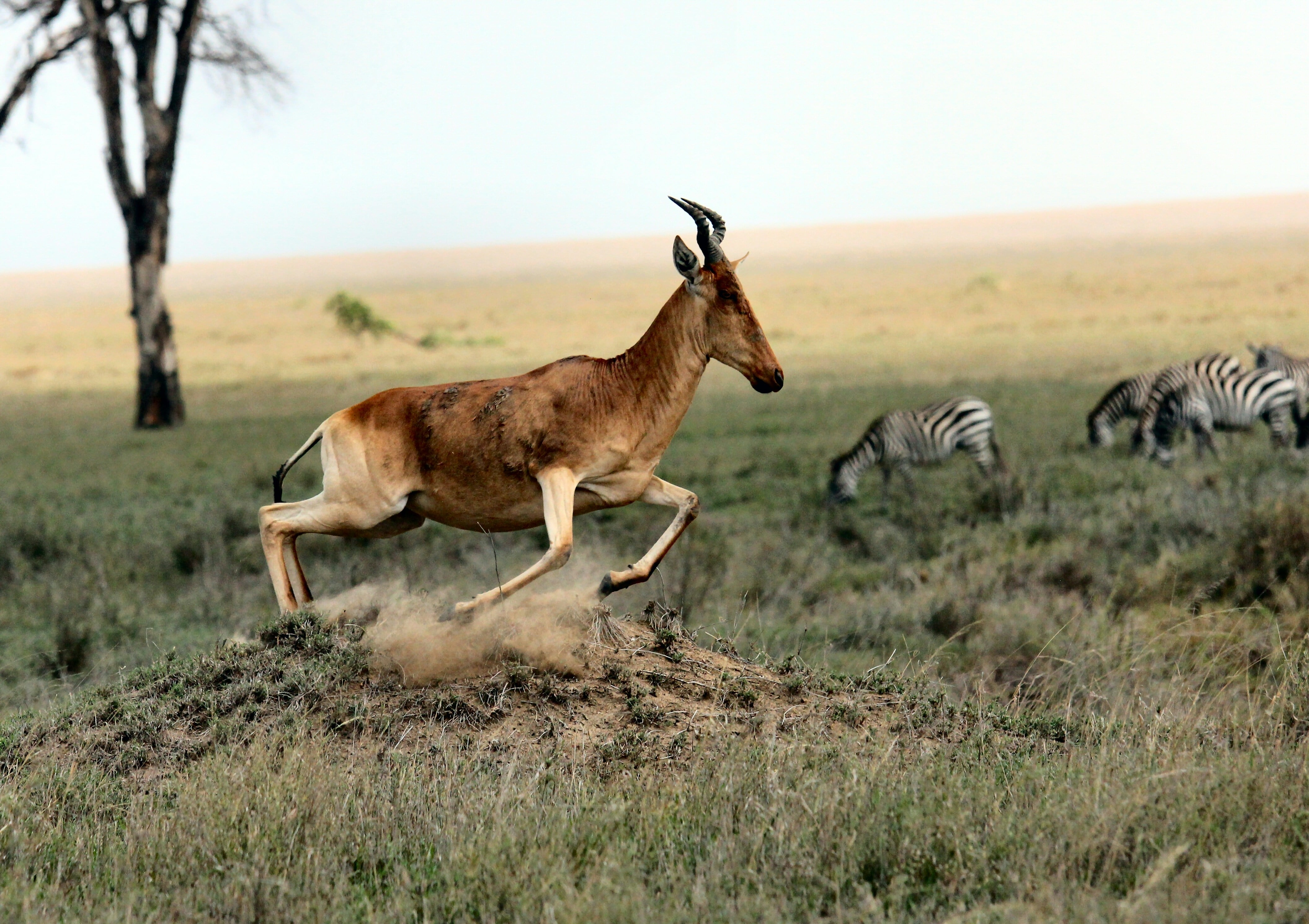 Este 4 de octubre es el Día Mundial de los Animales