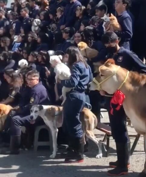 Animales de compañía posan con sus médicos veterinarios