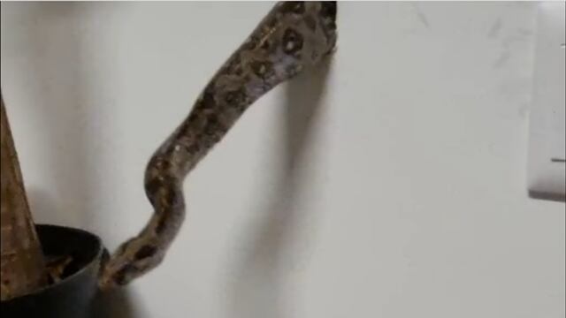 Fumigan casa llena de ratones utilizando una serpiente (VIDEO)