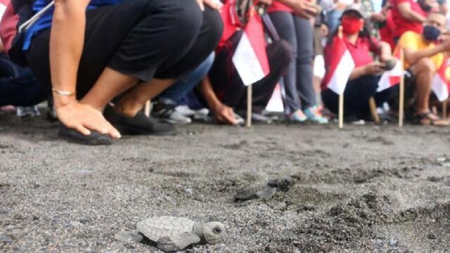 Tortugas Olive Ridley.