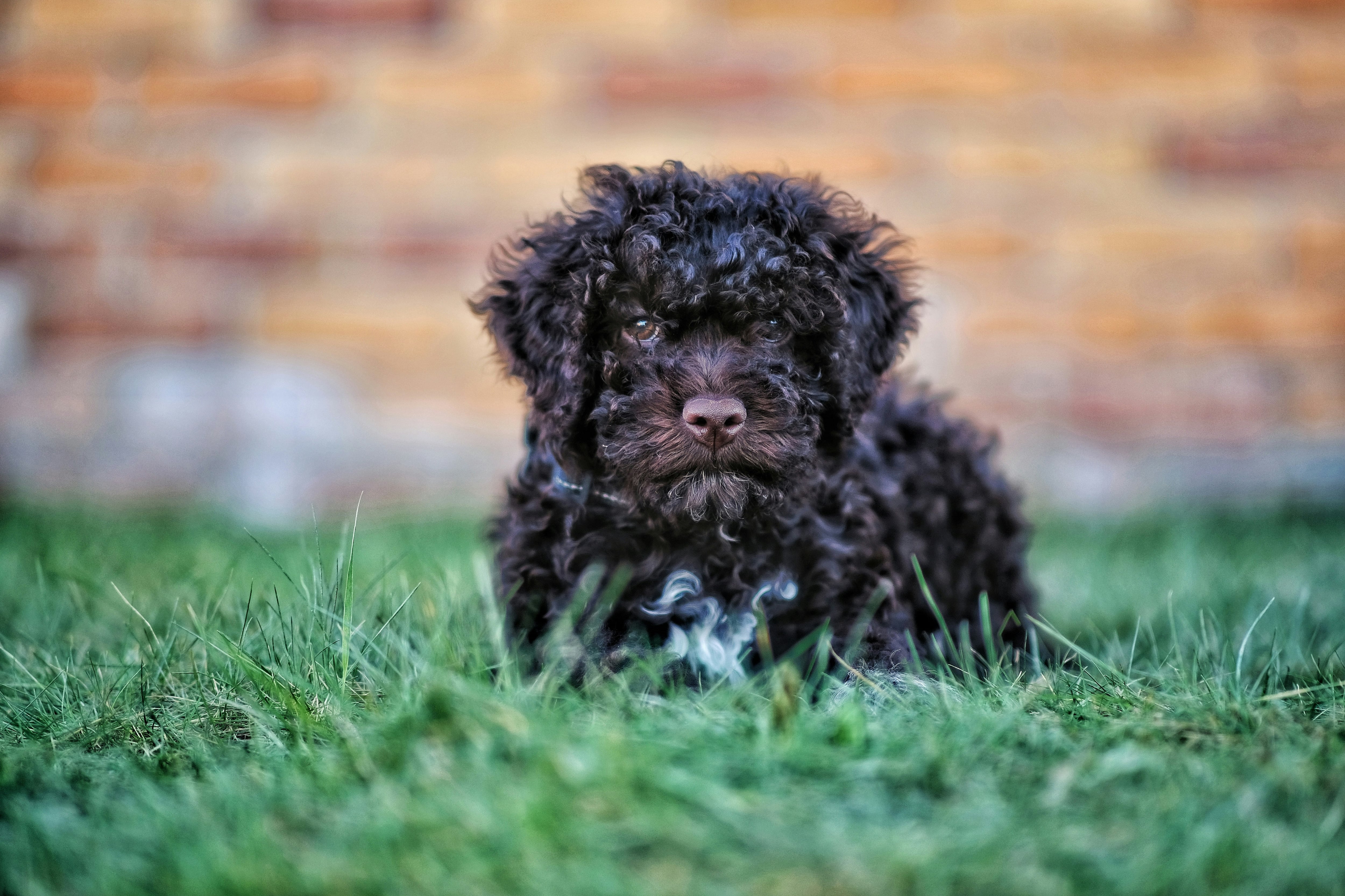 Lagotto Romagnolo