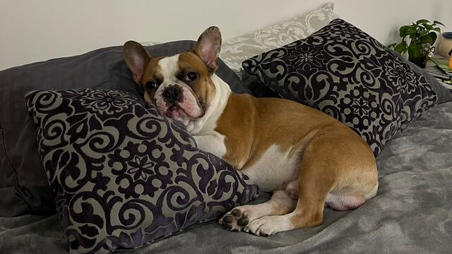 Secuestran a perrito Frank en la autopista México-Querétaro; ofrecen 30 mil pesos de recompensa