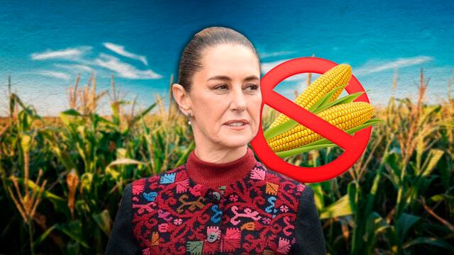 Claudia Sheinbaum sigue firme en su intención de prohibir el maíz transgénico en México