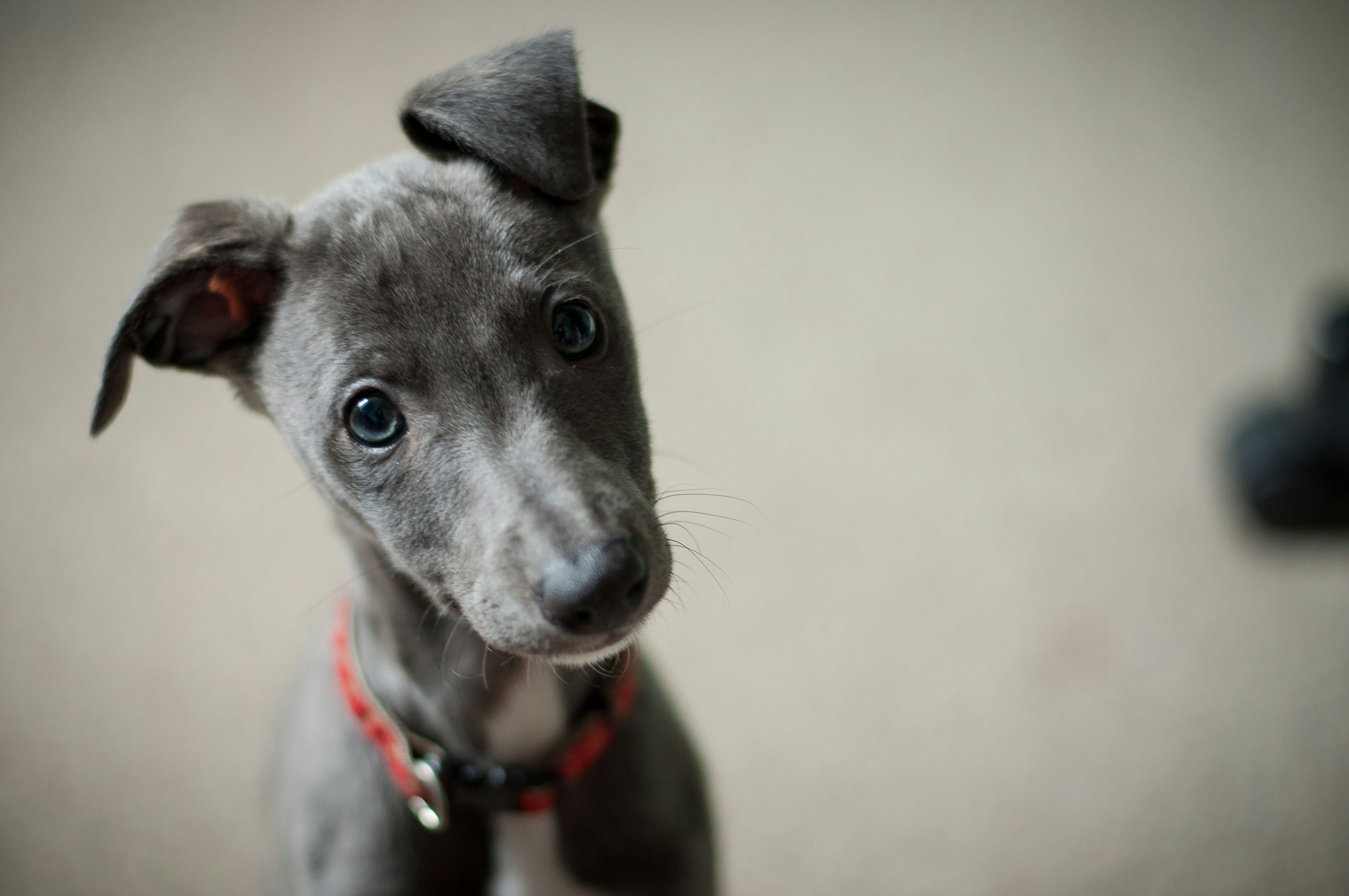 Perro