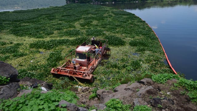 El gobierno de México utiliza una barrera para contener el lirio en la presa Endhó