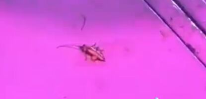 Peso Pluma mata a una cucaracha en pleno escenario