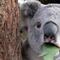 Koalas son declarados oficialmente como especie “amenazada” en Australia