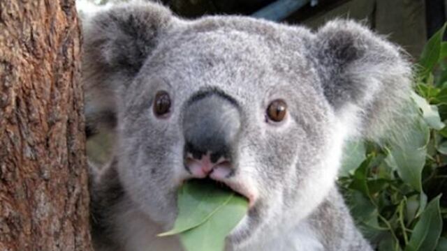 Koala Spoiler