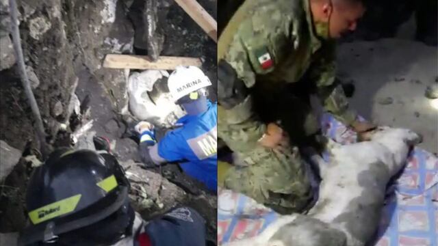 Rescate del perrito en el cerro del Chiquihuite