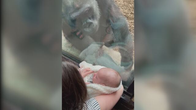 Gorila intenta acariciar a un bebé
