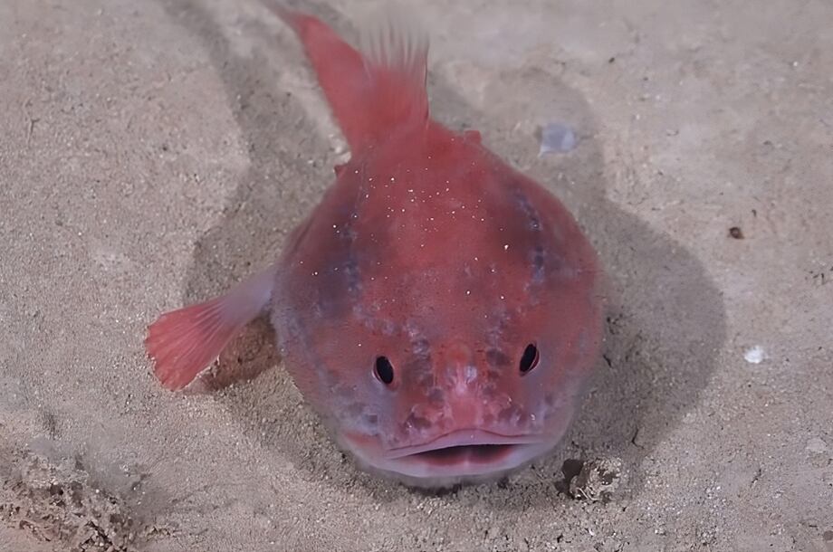 Especies descubiertas en chile