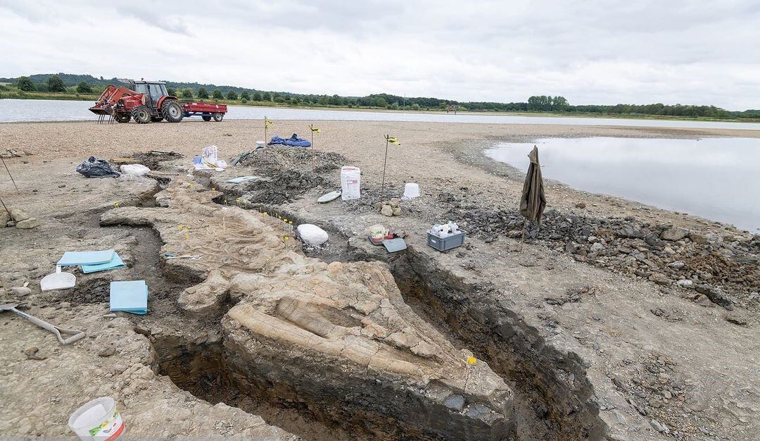 Silueta del dragón marino encontrado en el Reino Unido