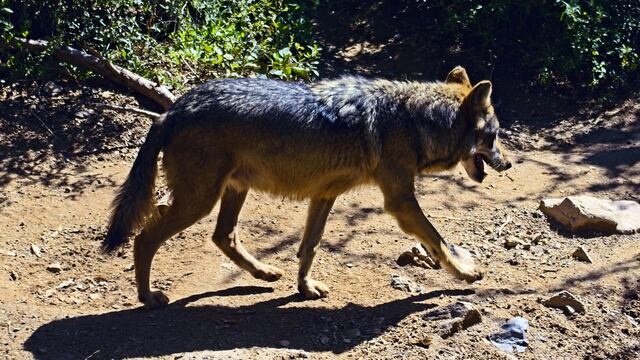 El lobo gris mexicano es una subespecie del lobo gris americano