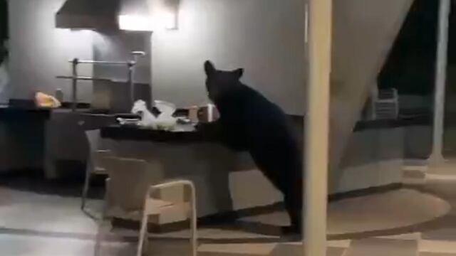 Oso negro en club deportivo