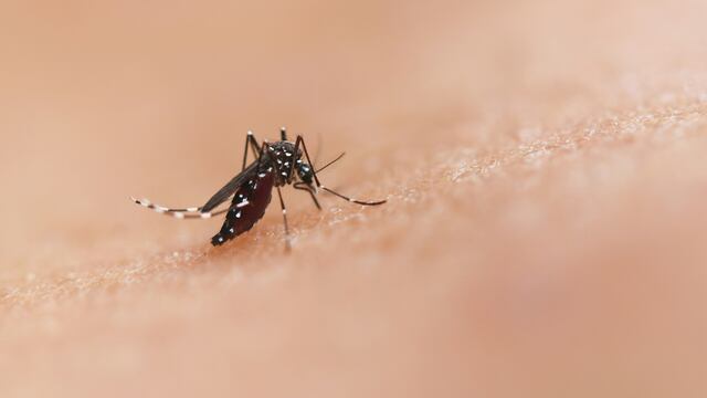 Mosquito