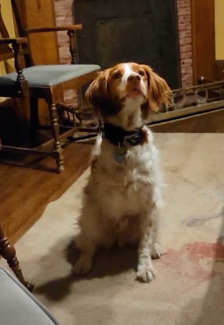 Perrito caminando en dos patas