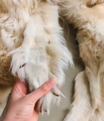 Perrito Golden Retriever hecho tapete por una empresa de taxidermia