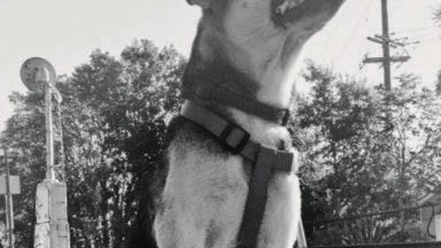 Kabang, perrita héroe murió a sus 13 años