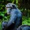 ‘Frodo’, el chimpancé que raptó y se comió a una niña; esta es su historia