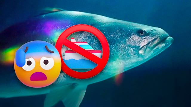 Comercio de Totoaba pone en riesgo a todas las pesquerías mexicanas