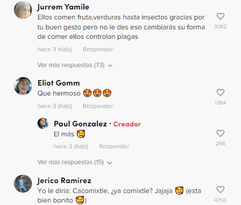 Reacciones al cacomixtle que visita todas la noches una casa