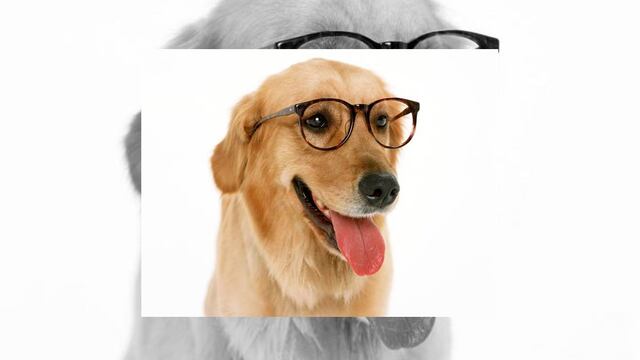 Diferentes estudios conducen a un origen distinto, el más reciente sugiere a Asia Central como punto de expansión de los caninos en el mundo.