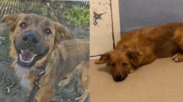 Perrita regresa a un refugio porque el dueño no la quiso más y así reaccionó