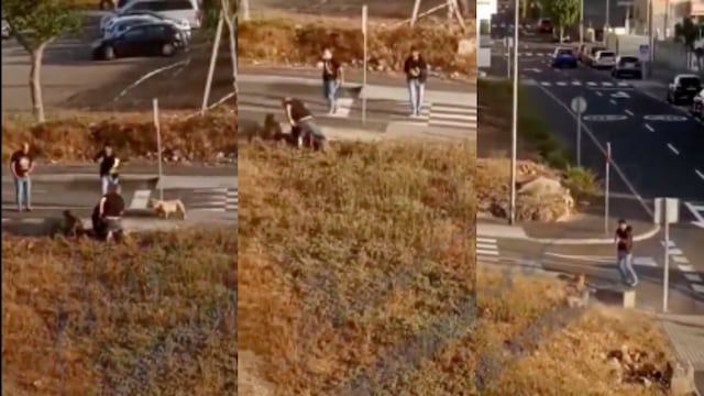 Policías de España disparan contra perros