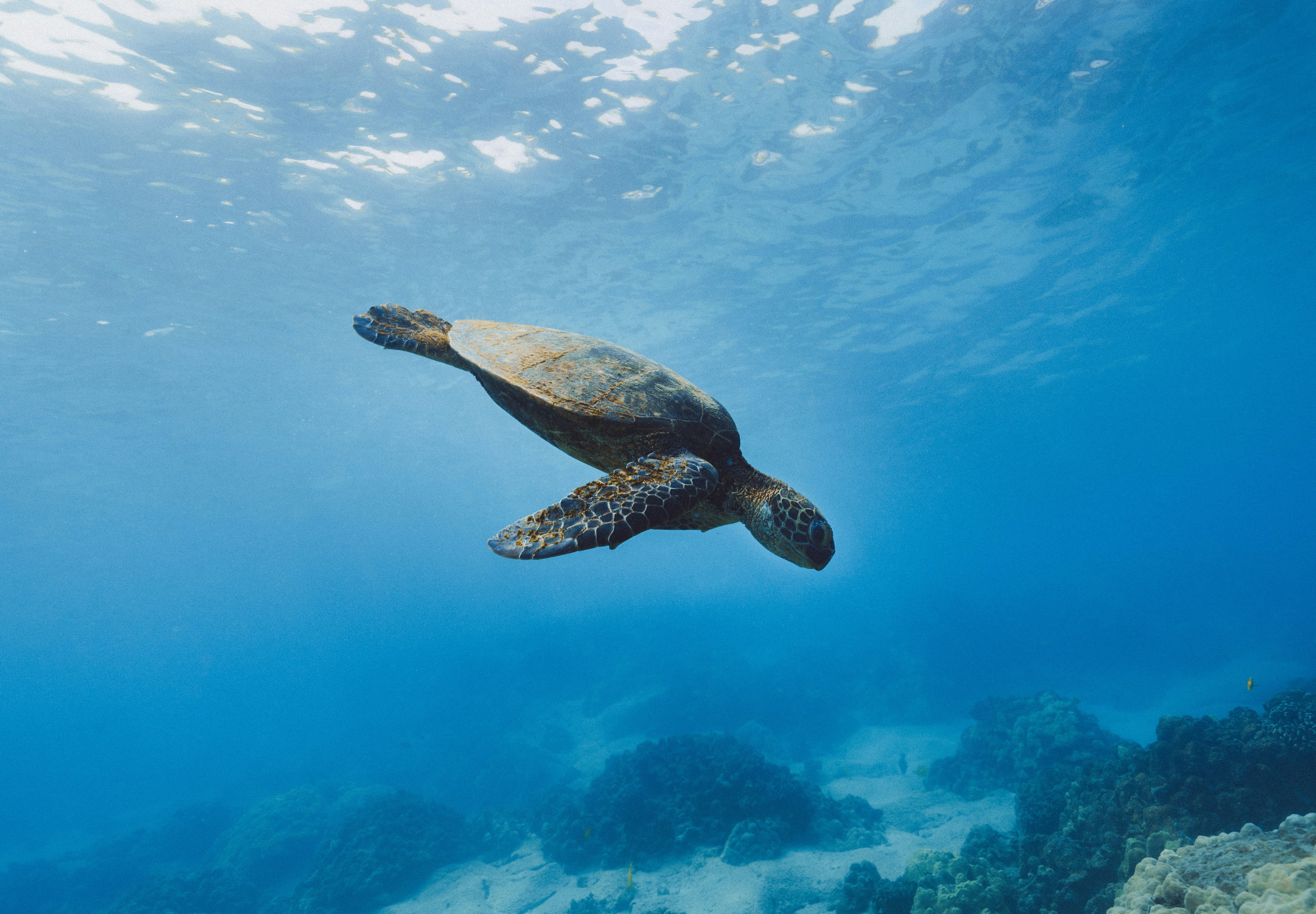 Tortuga