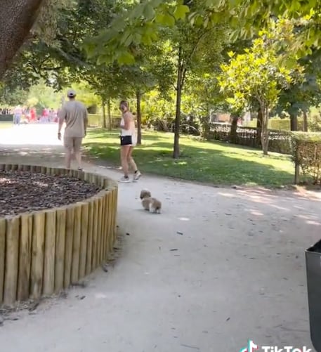 Perrita se hace viral al darse cuenta que estaba siguiendo a desconocidos