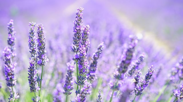 Lavanda