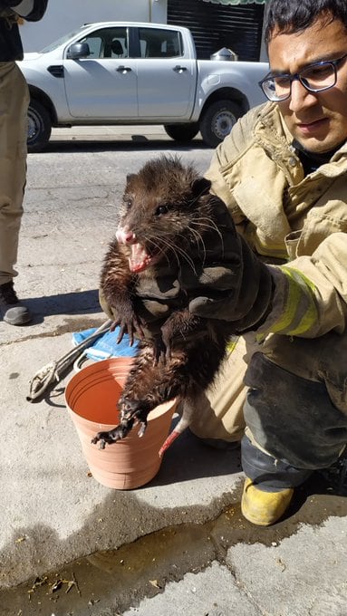 Tlacuache viviendo en una camioneta