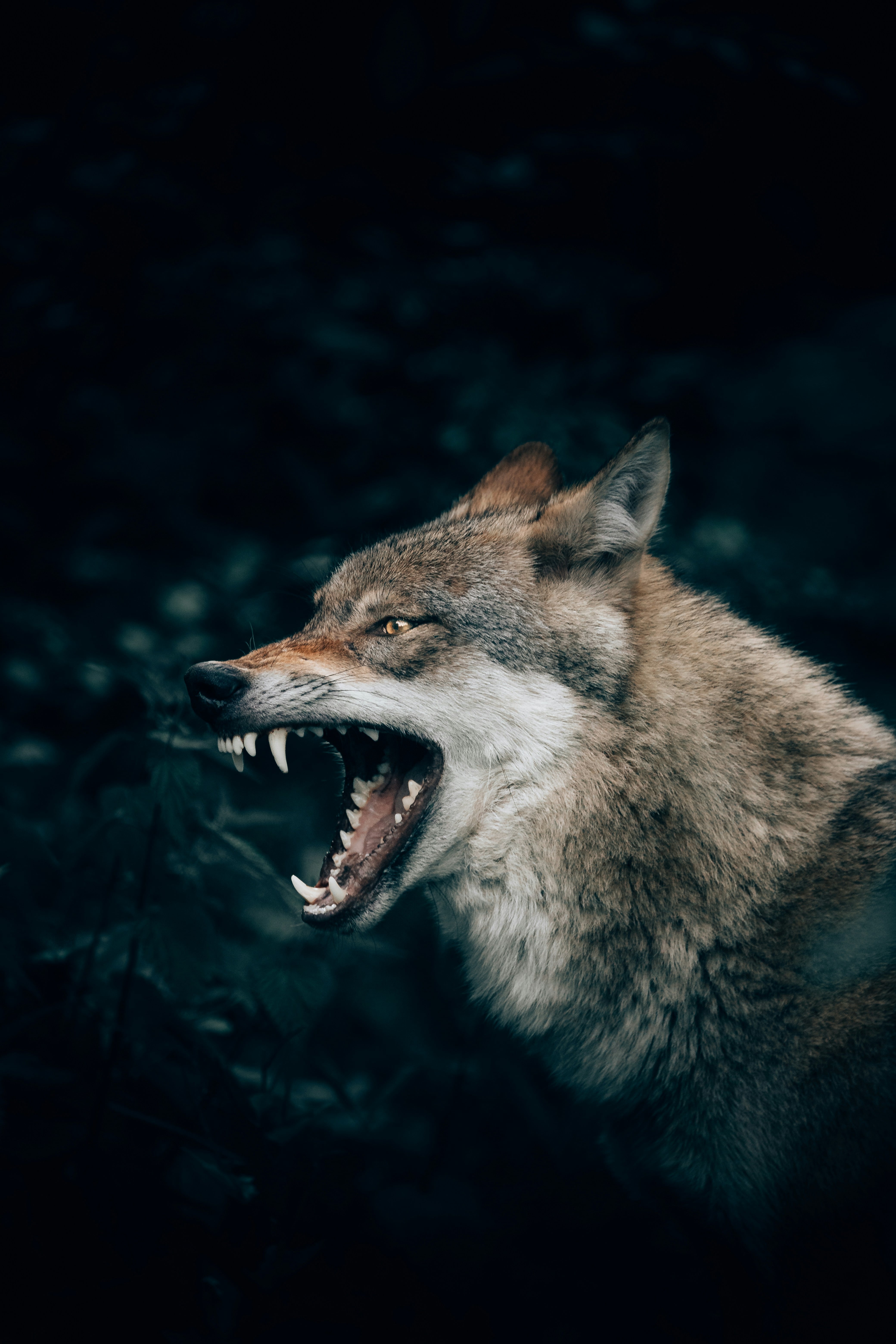 Día Internacional del Lobo