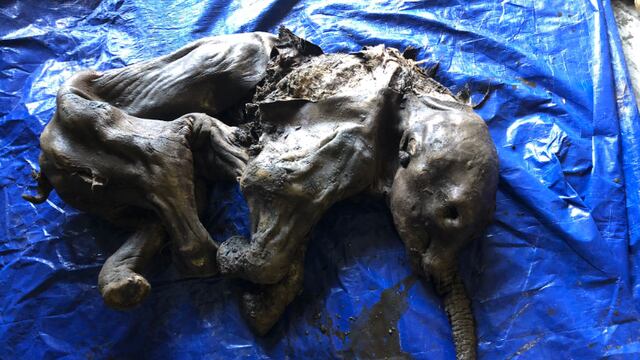 Mamut lanudo momificado