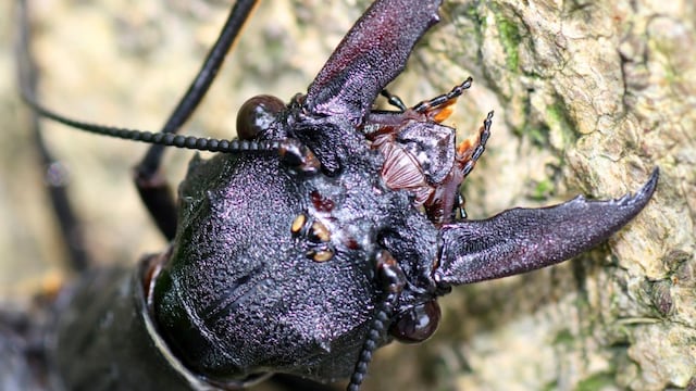 Descubren a insecto acuático más grande del mundo en China