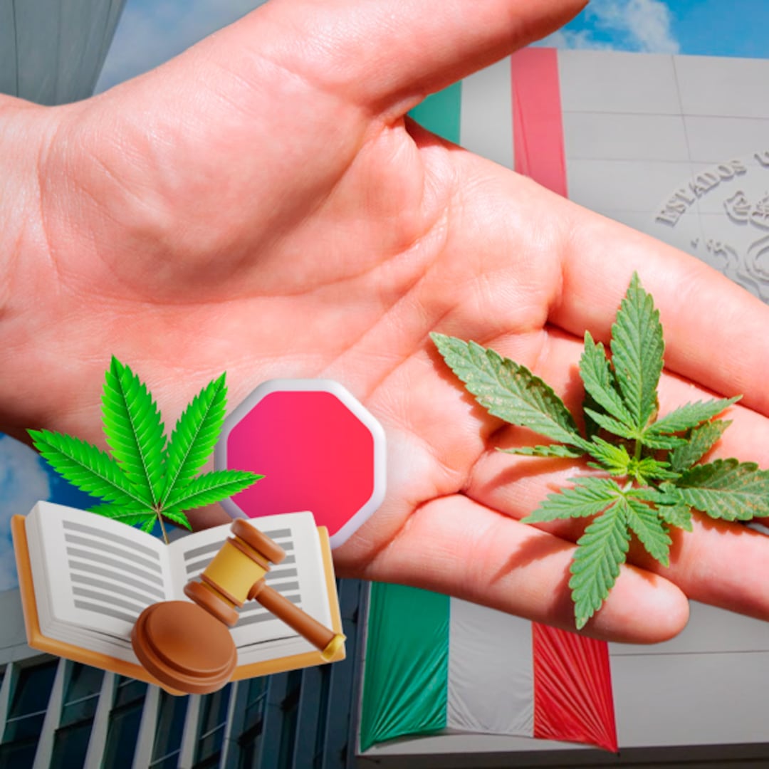 Falta de voluntad política frena regulación del cannabis en México: Instituto RIA