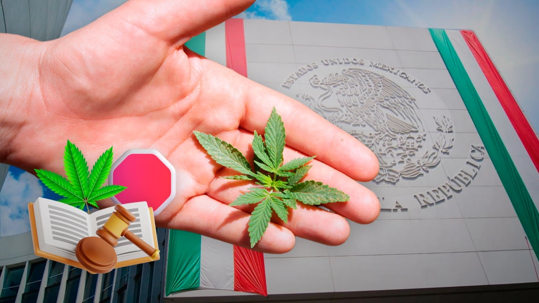 Falta de voluntad política frena regulación del cannabis en México: Instituto RIA