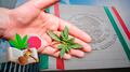 Falta de voluntad política frena regulación del cannabis en México: Instituto RIA