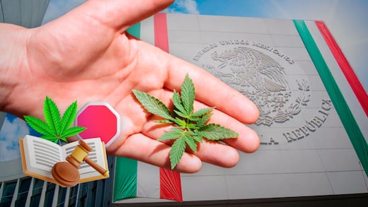 Falta de voluntad política frena regulación del cannabis en México: Instituto RIA