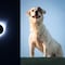 ¿El eclipse solar 2024 afecta a las mascotas? 5 recomendaciones para protegerlas