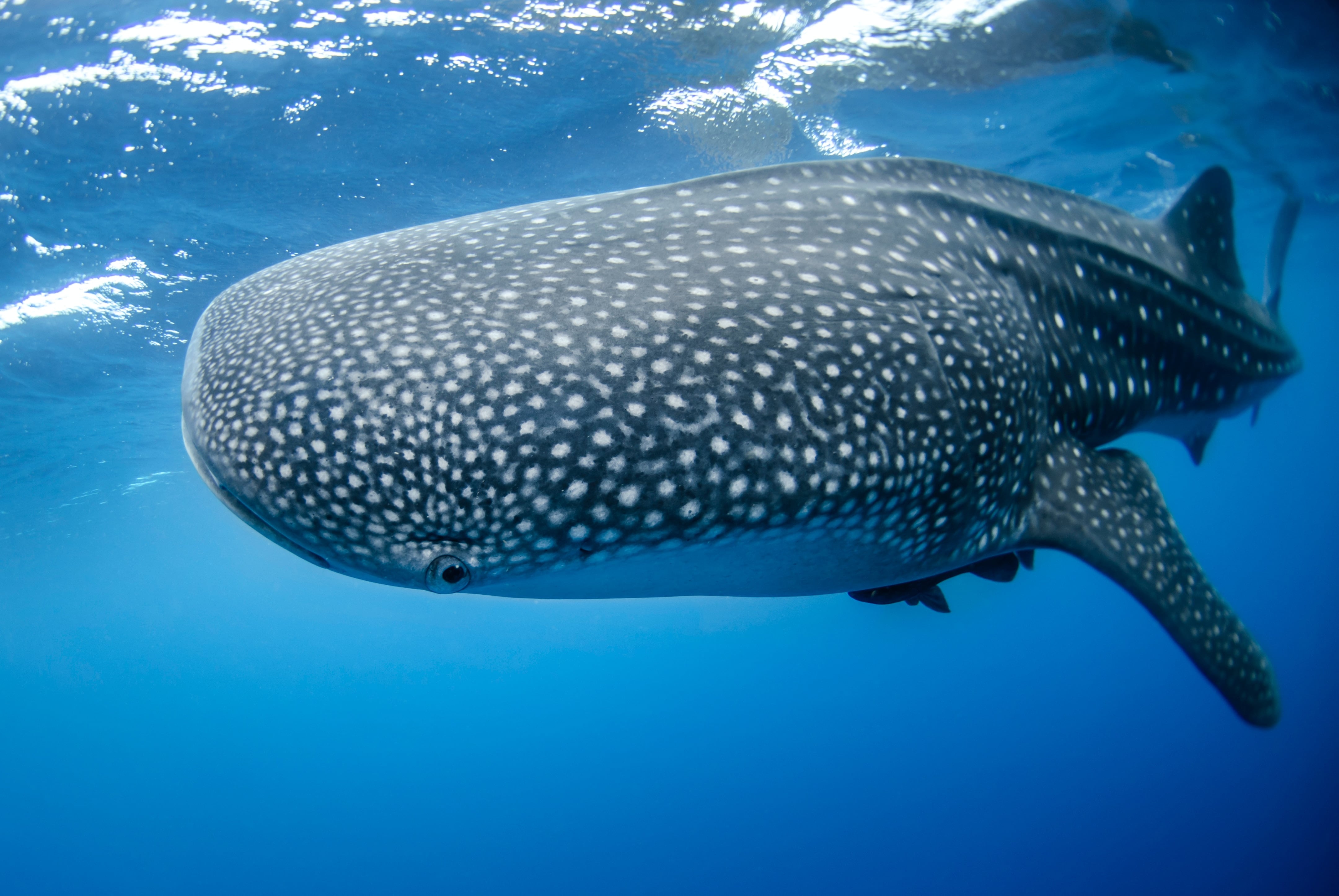 Este 30 de agosto es el Día Internacional del Tiburón Ballena
